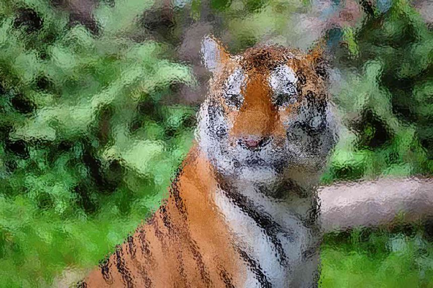 Tiger seated in green foliage, facing the camera in a natural outdoor setting, with a calm expression.