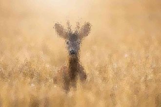 Dog standing in a grassy field seen through frosted, rippled glass panel.