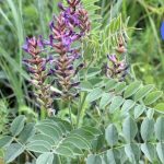 როგორ განვკურნოთ კოლიტი სახლის პირობებში?!