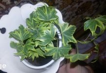 უძილობა ბევრისთვის ნაცნობი პრობლემაა, ნახეთ რომელი მცენარეები დაგეხმარებიან უკეთ დაძინებაში!