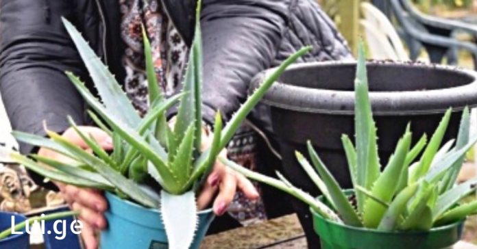 xr:d:DAFDpjCTLwk:649,j:31939392591,t:22080115