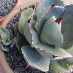 წელის ტკივილმა ლოგინს მიაჯაჭვა დედაჩემი სანამ ოთახის ამ მცენარემ არ გადამირჩინა!