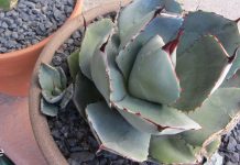 წელის ტკივილმა ლოგინს მიაჯაჭვა დედაჩემი სანამ ოთახის ამ მცენარემ არ გადამირჩინა!