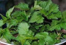 აი როგორ უნდა მოიქცე თუ თმა ძალიან ცხიმიანია, აქტიურად ცვივა ან ძალიან მტვრევადი გახდა.