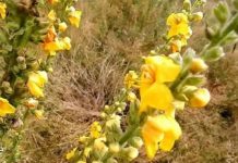 ეს ჩაი გაციებისას მოგაშორებთ ფილტვებიდან ტოქსინებს და ჩააქრობს ანთებას!