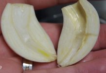 რატომ უნდა მიირთვათ ნიორი უზმოზე? ეს უნდა იცოდეთ!