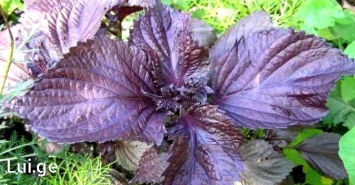 Untitled-design-10-1