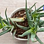 შეწყვიტე ძვირადღირებული მედიკამენტების შეძენა: ალოეს უნიკალური სამკურნალო სარგებელი თვენ უამრავი პრობლემის გადაჭრაში დაგეხმარებათ!