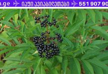 მეცნიერებმა დაადასტურეს, რომ ანწლი საუკეთესო დახმარებაა უამრავი დაავადების თავიდან ასაცილებლად!