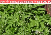 გაწუხებთ ხმაური ყურებში და მაღალი წნევა, თირკმელებისა და შარდის ბუშტის პრობლემები? ამ ბალახს აქვს ძლიერი სამკურნალო ძალა!