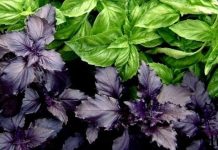 ღმერთმა შექმნა ეს ბუნებრივი ანტიბიოტიკი ადამიანებისთვის! ეს არის ყველაზე ძლიერი ანტიოქსიდანტი არტერიებიდან ქოლესტერინის გასასუფთავებლად.