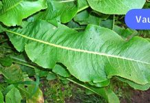 ამ მცენარის ფოთლებს შეუძლიათ ორგანიზმიდან ყველა არასაჭირო მარილის ამოღება!