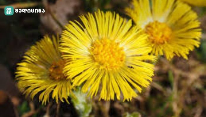 viristerfa samkurnalod ვირისტერფა