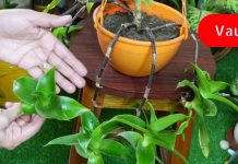 მწვავე პიელონეფრიტს ვმკურნალობთ ბალახებით! სცადეთ ეს ბუნებრივი და ხალხური რეცეოტები!