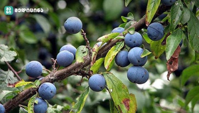 kvrinchxi sasargeblo კვრინჩხი