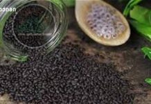 🌿 ბაზილიკის მარცვლები — ბუნებრივი ენერგიისა და ჯანმრთელობის საიდუმლო! 🌿 🌿 ბაზილიკის მარცვლები — ბუნებრივი ენერგიისა და ჯანმრთელობის საიდუმლო! 🌿