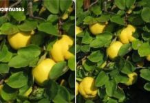 კომშის ფოთლის სამკურნალო ძალა — ბუნებრივი გზა ჯანმრთელობისკენ! კომშის ფოთლის სამკურნალო ძალა — ბუნებრივი გზა ჯანმრთელობისკენ!