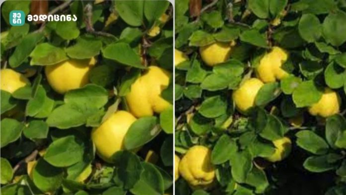 komshis fotlis samkurnalo gz (1) კომშის ფოთლის სამკურნალო ძალა — ბუნებრივი გზა ჯანმრთელობისკენ!