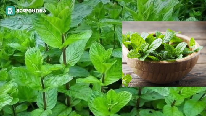 პიტნა — ბუნებრივი საშუალება ჯანმრთელობის, სიჯანსაღისა და შვებისთვის - ჯანსაღი ცხოვრებისა და კვების თვალსაზრისით ძალიან მნიშვნელოვანი ადგილი უკავია პიტნას