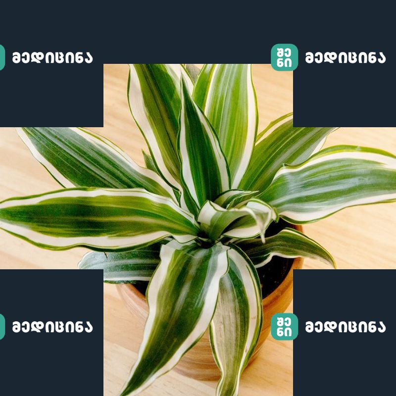 Dracaena