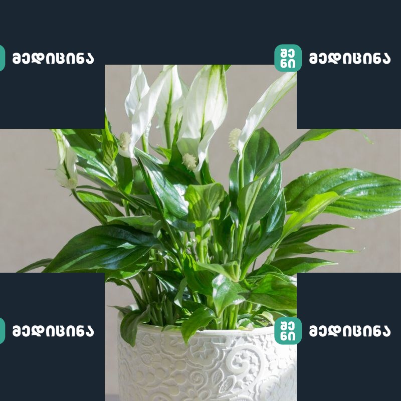 Spathiphyllum