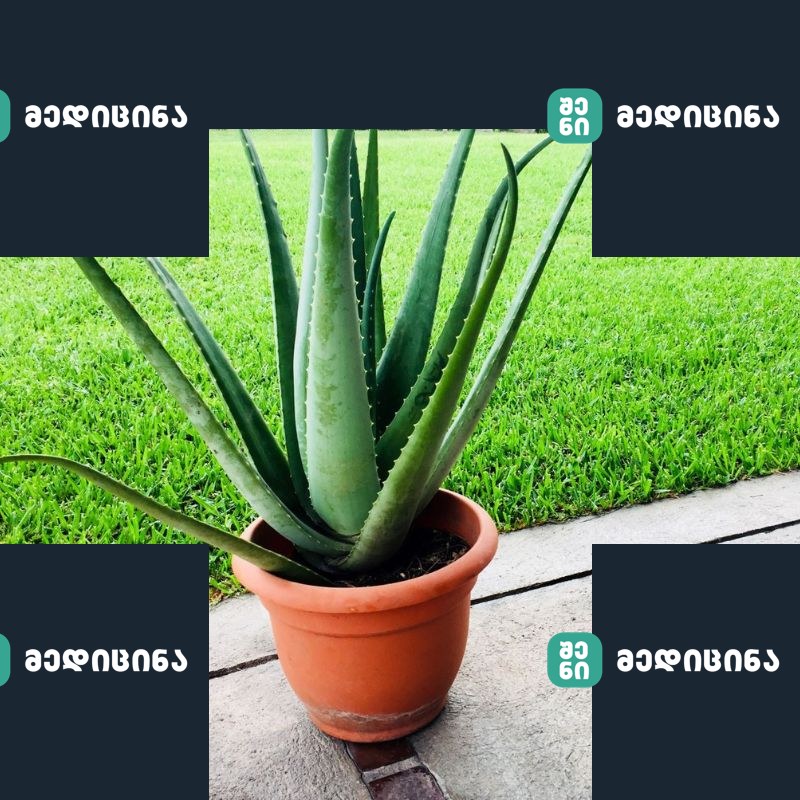 aloe 1