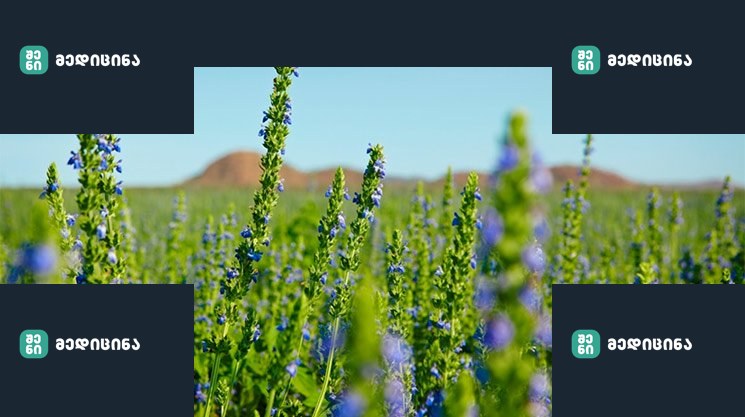 blog plant based