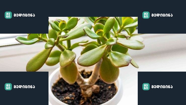 crassula rastenie e1656237324128
