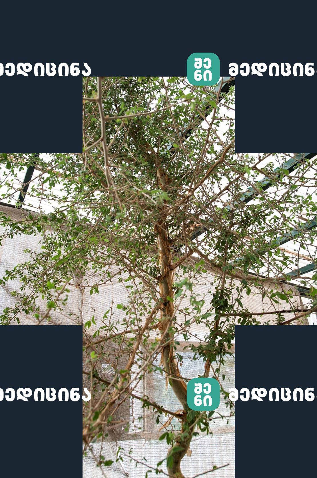 The tree, which the study authors believe may have a biblical connection, is seen at 12 years old.