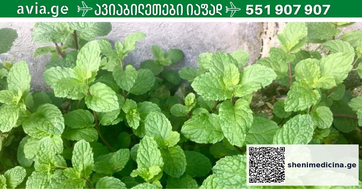 პიტნის ჩაი ფინჯანში ბუნებრივ გარემოში მწვანე ფოთლებით