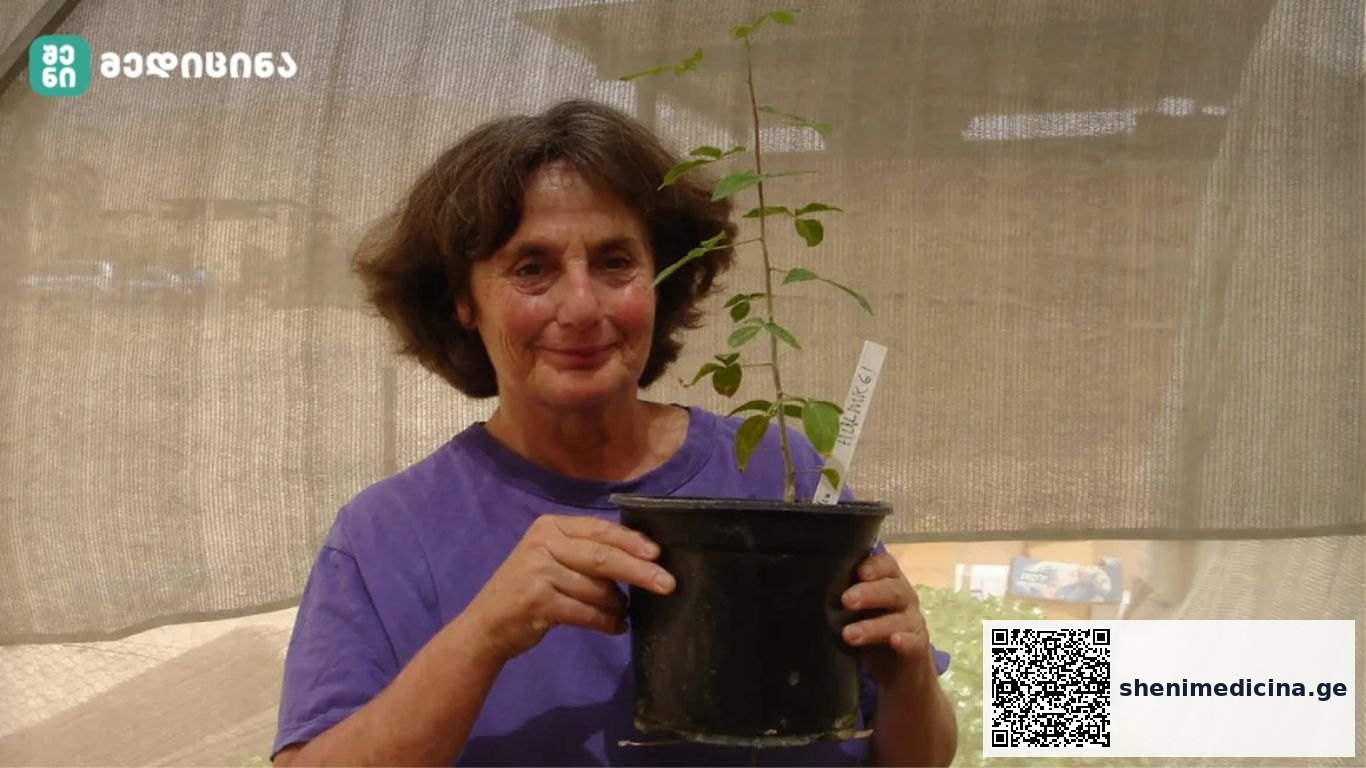 გადაშენებული ბიბლიური მცენარე, 1000 წლის წინანდელი თესლიდან აღადგინეს
